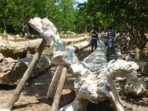 fosil kayu