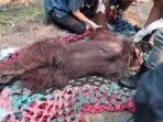 ORANG UTAN