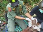 ORANGUTAN